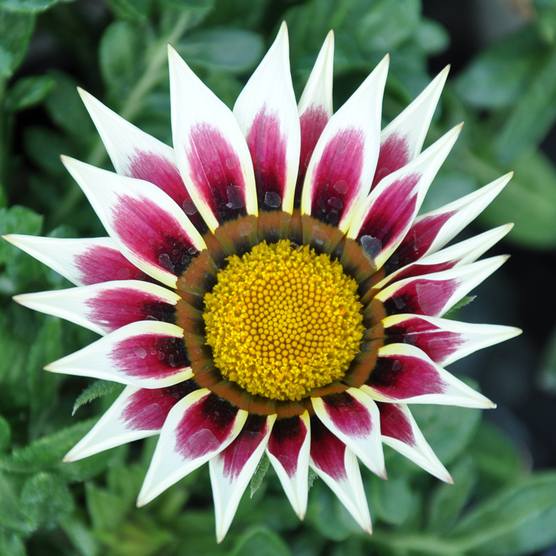 Gazania hybride bicolore